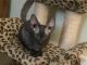 Cornish Rex Cats for sale in Akron, OH, USA. price: NA