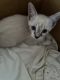 Cornish Rex Cats for sale in New Kings Rd, Jacksonville, FL 32209, USA. price: NA