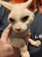 Cornish Rex Cats for sale in Chandler, Arizona. price: $700