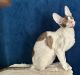 Cornish Rex Cats for sale in Traverse City, Michigan. price: $1,600