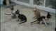 Cornish Rex Cats for sale in Indianapolis, IN, USA. price: NA