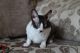 Cornish Rex Cats for sale in Jersey City, NJ, USA. price: NA