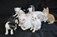 Cornish Rex Cats for sale in Concord, CA, USA. price: NA