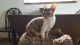Cornish Rex Cats for sale in Los Angeles, CA, USA. price: NA