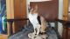 Cornish Rex Cats for sale in Beverly Hills, CA 90210, USA. price: $500