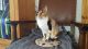 Cornish Rex Cats for sale in Los Angeles, CA, USA. price: $400