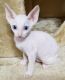 Cornish Rex Cats for sale in Fort Worth, TX, USA. price: NA