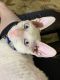 Cornish Rex Cats for sale in Houston, TX, USA. price: NA