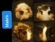 Coronet Guinea Pig Rodents for sale in Guthrie, OK, USA. price: $20
