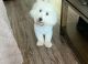 Coton De Tulear Puppies for sale in Middlesex, NJ 08846, USA. price: $2,000
