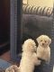 Coton De Tulear Puppies for sale in Cleveland Heights, OH, USA. price: $2,500