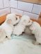 Coton De Tulear Puppies for sale in Gum Spring, VA 23065, USA. price: NA