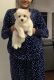 Coton De Tulear Puppies for sale in Troy, MI, USA. price: $2,250
