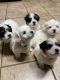 Coton De Tulear Puppies for sale in Springboro, OH, USA. price: NA