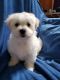Coton De Tulear Puppies for sale in Moyock, NC 27958, USA. price: NA