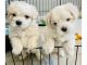 Coton De Tulear Puppies for sale in Pittsburgh, PA, USA. price: NA