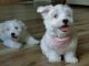 Coton De Tulear Puppies for sale in Hampton, GA 30228, USA. price: NA