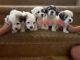 Coton De Tulear Puppies for sale in Surprise, AZ, USA. price: $2,800
