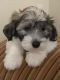 Coton De Tulear Puppies for sale in Surprise, AZ, USA. price: $3,000