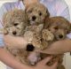 Coton De Tulear Puppies for sale in Glendale, AZ, USA. price: $2,000