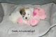 Coton De Tulear Puppies for sale in Mesa, AZ, USA. price: $1,500