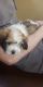Coton De Tulear Puppies for sale in KIMBERLIN HGT, TN 37920, USA. price: NA