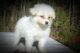 Coton De Tulear Puppies for sale in South Boston, VA 24592, USA. price: $750