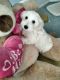 Coton De Tulear Puppies for sale in Lewisville, TX, USA. price: $2,500
