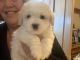 Coton De Tulear Puppies for sale in Big Rapids, MI 49307, USA. price: $3,500