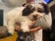 Coton De Tulear Puppies for sale in Bellows Falls, Town of Rockingham, VT 05101, USA. price: $800