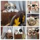 Coton De Tulear Puppies for sale in Kennewick, WA, USA. price: $2,000