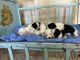 Coton De Tulear Puppies for sale in Mountain Grove, MO 65711, USA. price: $500