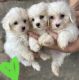 Coton De Tulear Puppies