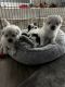 Coton De Tulear Puppies for sale in Selmer, TN 38375, USA. price: $1,000