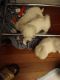Coton De Tulear Puppies for sale in Memphis, TN, USA. price: NA