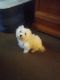 Coton De Tulear Puppies for sale in Fort Wayne, IN, USA. price: NA