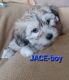 Coton De Tulear Puppies for sale in Waukesha County, WI, USA. price: $1,200