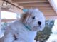 Coton De Tulear Puppies for sale in Sedona, AZ 86336, USA. price: $2,000