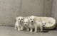 Coton De Tulear Puppies for sale in Parker, Colorado. price: $2,000