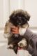 Coton De Tulear Puppies for sale in Centerville, Utah. price: $1,500