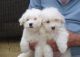 Coton De Tulear Puppies for sale in Downey, CA, USA. price: NA