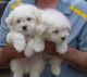 Coton De Tulear Puppies for sale in Rialto, CA, USA. price: NA