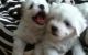 Coton De Tulear Puppies for sale in Pleasantville, PA 16341, USA. price: NA