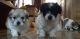 Coton De Tulear Puppies for sale in Carlsbad, CA, USA. price: NA