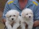 Coton De Tulear Puppies for sale in Angier, NC 27501, USA. price: NA