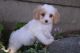 Coton De Tulear Puppies for sale in St. Louis, MO, USA. price: NA