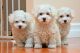 Coton De Tulear Puppies for sale in Martensdale, IA, USA. price: NA