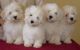 Coton De Tulear Puppies for sale in Santa Clara, CA, USA. price: NA