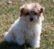 Coton De Tulear Puppies for sale in Mississippi State University, MS 39759, USA. price: NA