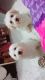 Coton De Tulear Puppies for sale in Fairfax County, VA, USA. price: NA